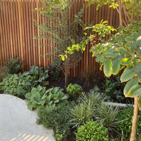 Garden decoration Small Garden Design Australia, Small Courtyard Gardens Australia, Frontyard Landscape Layout, Courtyard Garden Design, Garden Australia, Australia Nature, Shady Garden, Modern Gardens, Small City Garden