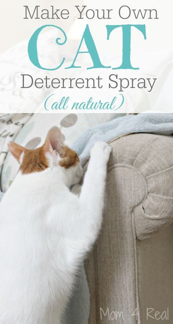 Dog Deterrent Spray, Cat Deterrent Spray, Dog Deterrent, Katt Diy, Cat Deterrent, Katt Grejer, Cat Repellant, Cat Pee, Cat Urine