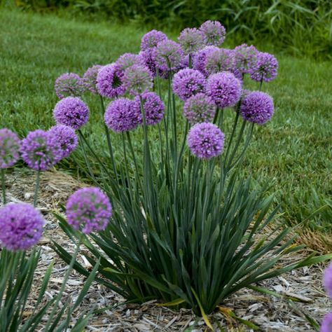 Allium 'Serendipity' Ornamental Onion Purple Allium Flowers, Allium Serendipity, Serendipity Allium, Ornamental Onion, Deer Resistant Garden, Onion Flower, Allium Flowers, Front Landscape, Flower Garden Plans