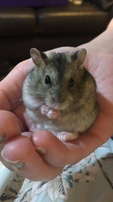 This is my Russian dwarf hamster Vladimir He loves affection!! Russian Hamster, Hamster Breeds, Hamster Pics, Cage Hamster, Hamster Bedding, Hamster Care, Baby Hamster, Funny Hamsters, Cute Rats