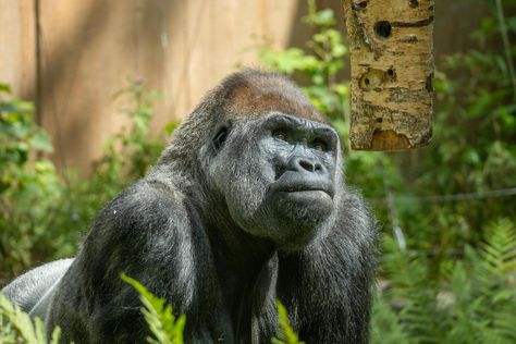 Discover the magic of Kahuzi-Biega National Park! Trek through lush forests to see majestic Eastern Lowland Gorillas up close. An unforgettable adventure awaits! Visit https://www.kahuzibieganationalparkcongo.com/lowland-gorilla-trekking/ to plan your gorilla safari today.   #Kahuzi-BiegaNationalParklowlandgorillatrekking #kahuzibiegaparkgorillatrekking #gorillatrekkinginkahuzibiega #kahuzibiegagorillatrekking #wildlifeadventure #ecotravel Eastern Lowland Gorilla, Zoo Trip, Gorilla Trekking, Eco Travel, Adventure Awaits, Trekking, Hanging Out, National Park, The Magic