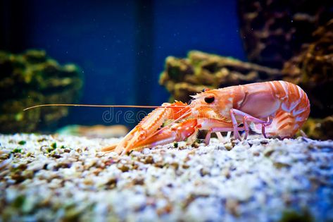 Shrimp Alive, Shrimp Aesthetic, Shrimp Photography, Aquarium Shrimp, Inktober 2023, Under The Ocean, 3 Fish, Aquarium Plants, Aquatic Animals