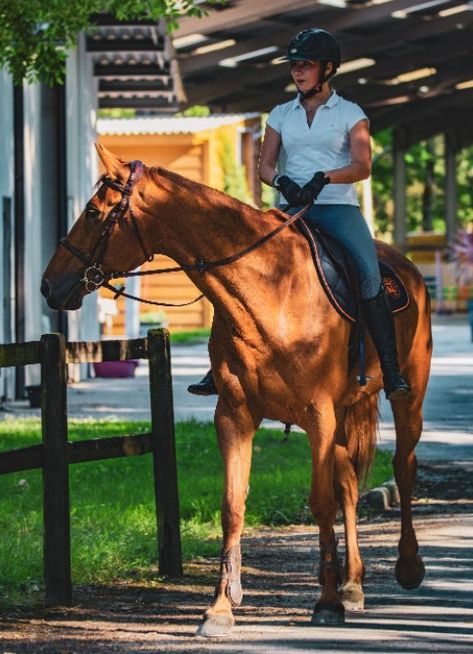 Almost every equestrian has heard the saying, “it’s not if you fall, but when…and how hard.” Horseback riding is a wonderful, exciting sport—but it’s also a dangerous one. Piloting a half-ton animal with a mind of its own from 5-plus feet off the ground comes with inherent risks. Did you know that per hour of exposure, horseback riding […] The post 10 Important Facts about Horseback Riding Helmets appeared first on RoyalBabyCollection.com. Horseback Riding Helmets, Horse Riding Boots, Cute Horse Pictures, Horse Box, Horse Videos, Most Beautiful Horses, Chestnut Horse, Work Boots Men, Cute Horses