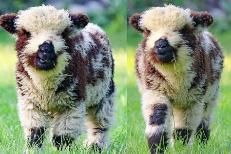 Babydoll Sheep Are So Adorable - COWGIRL Magazine Babydoll Sheep, Teddy Bear Face, Mini Cows, Animal Experiences, Baby Sheep, Cute Sheep, Bear Face, A Teddy Bear, So Adorable