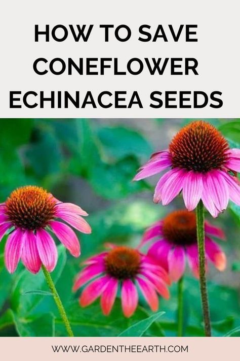 Harvesting Coneflower Seeds, When To Plant Coneflower Seeds, How To Save Coneflower Seeds, Cone Flowers Perennials, Coneflower Care, Echinacea Seeds, Coneflower Garden, Coneflower Seeds, Harvesting Seeds