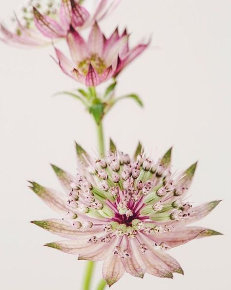 Pink Astrantia, Astrantia Flower, Flower Studies, Pencil Drawing Inspiration, Jehovahs Witnesses, Pink Teapot, Astrantia Major, Pink Cottage, Macro Flower