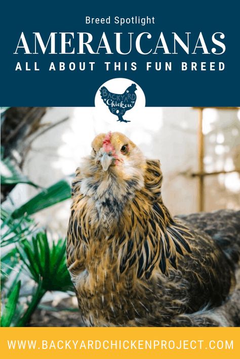 Americana Chickens Hens, Americana Chickens Eggs, Americauna Chickens, Americana Chickens, Araucana Chickens, Ameraucana Chicken, Raising Chicken, Raising Farm Animals, Types Of Chickens