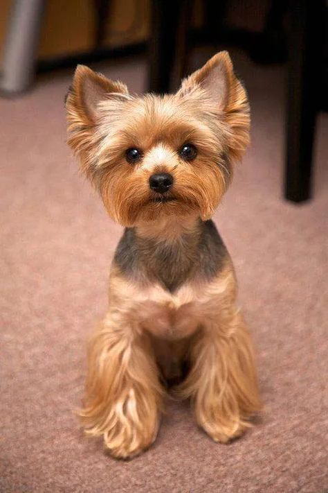 Yorkie Puppy Haircuts, Yorkie Cuts, Yorkie Hairstyles, Dog Breeds That Dont Shed, Puppy Haircut, Yorkie Haircuts, Yorkshire Terrier Haircut, Dog Grooming Styles, Dog Haircuts