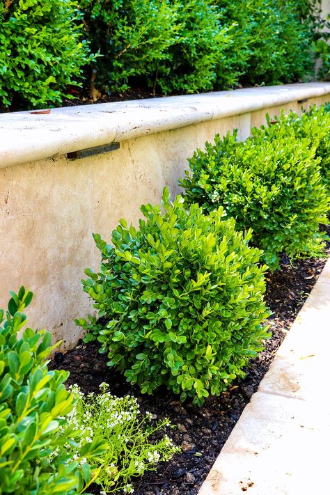 Formal Garden Plants // New boxwood in the backyard. How to design a perfect English Formal Garden & how I added new English Boxwood. Boxwood Planters, English Boxwood, Japanese Boxwood, Boxwood Landscaping, Porch Landscaping, Garden Retaining Wall, Boxwood Plant, Wooded Landscaping, Perfect English