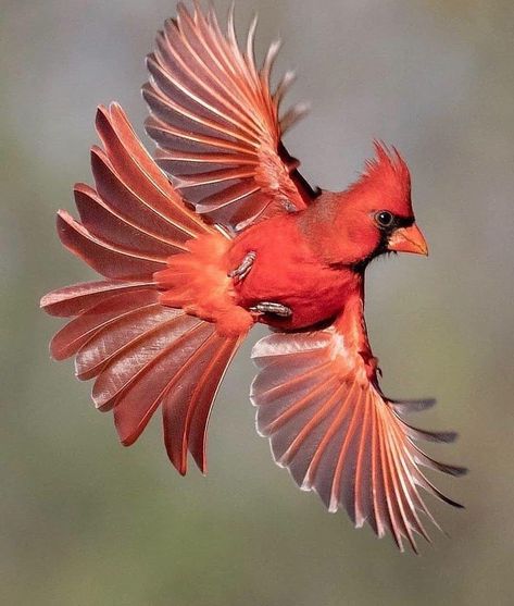 Northern Cardinal. 📸: @donleebirdphotography Robins Tattoo, Fitbit Background, Birds Photos, Bird Flight, Cardinal Tattoos, Red Cardinals, Amazing Birds, Northern Cardinal, Young Animal