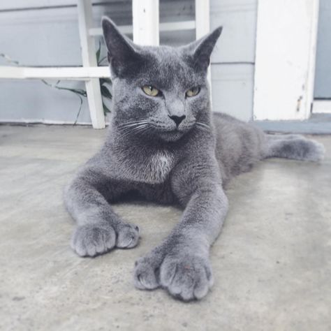 15 Clever Names For Polydactyl Cats - iHeartCats.com Polydactyl Kitten, Grey Cat Breeds, Hemingway Cats, Cat Website, Gray Cats, Polydactyl Cat, Cat Brain, Amur Leopard, F2 Savannah Cat