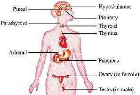 Chemical Coordination And Integration, Biology Class 11, Class 11 Biology, Adrenal Medulla, Exocrine Gland, Salivary Glands, Anterior Pituitary, Adrenal Cortex, Follicle Stimulating Hormone