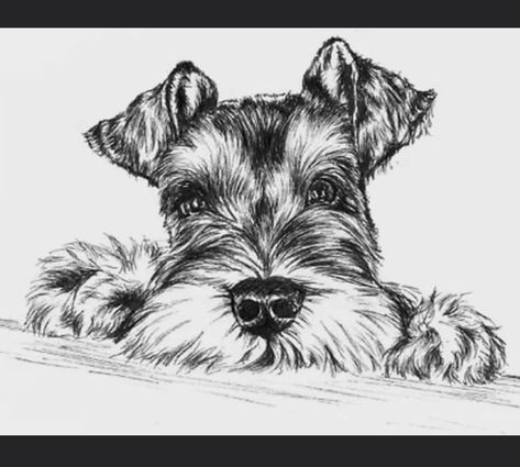 Schnauzer Drawing, Puppy Dog Pictures, Schnauzer Art, Ballet Painting, Schnauzer Dogs, Mini Schnauzer, Miniature Schnauzer, Animal Sketches, Arte Animal