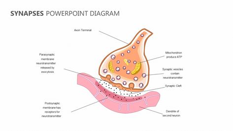 Synapses PowerPoint Diagram Check more at https://pslides.com/templates/synapses-powerpoint-diagram/ Synapse Diagram, Photosynthesis And Cellular Respiration, Human Skeleton Anatomy, Science Cells, Life Science Activities, Cells Worksheet, Biology Worksheet, Nerve Cells, Chemistry Classroom