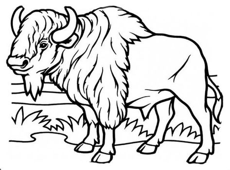 Bison, : Bison Coloring Page Wild Bull, Buffalo Wild, Buffalo Wild Wings, American Bison, Cute Reptiles, Animals Coloring, Coloring Pages For Boys, Animal Coloring, Coloring Pages To Print