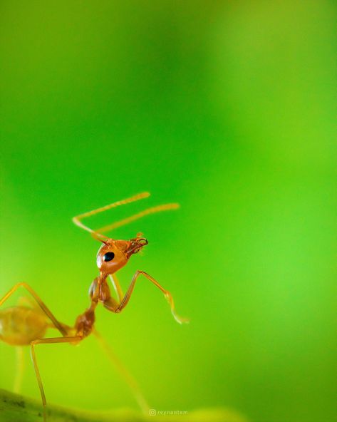 A weaver ant I shot in my parents' backyard Weaver Ant, Backyard Animals, Images Of Animals, List Of Animals, Arachnids, Animals Images, My Parents, Quality Images, Ants