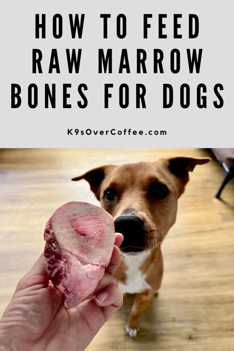 Brown dog sitting in front of someone's hand holding a raw marrow bone for dogs. Marrow Bones For Dogs, Bones For Dogs, Beef Marrow Bones, Cracked Tooth, Raw Dog Food, Decrease Inflammation, Dog Teeth Cleaning, Sick Dog, Raw Dog Food Recipes