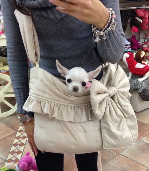 I have another bag for evenings. ~Fife' Le Chihuahua (626×720) Chihuahua In Purse, Fancy Animals, Purse Dog, Pomeranian Chihuahua Mix, Chi Chi's, Pomeranian Mix, Chihuahua Mom, Teacup Chihuahua, Dog Lady