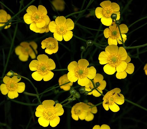 ... Buttercups Our Gold ... Fleurs Art Nouveau, Buttercup Flower, Indoor Flowering Plants, Yennefer Of Vengerberg, Flowers Yellow, Blossoms Art, Trendy Flowers, Flower Fairies, Mellow Yellow