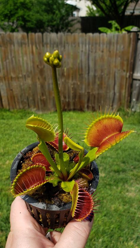 These guys have very large and vibrant red traps. Venus Fly Trap Care, Pitcher Plants, Venus Flytrap, Fly Trap, Venus Fly Trap, Botanical Tattoo, Pitcher Plant, Fly Traps, Glass Box