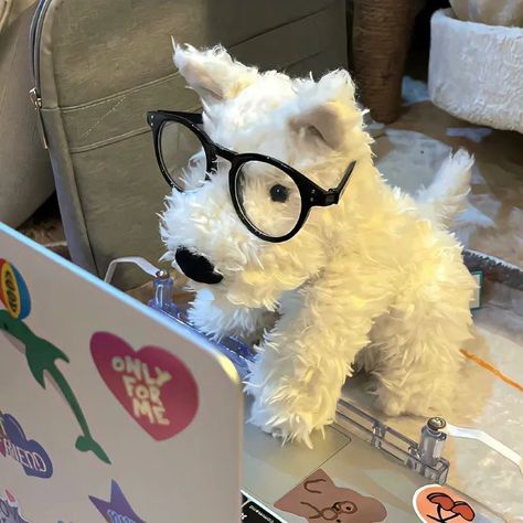 Dog Studying, Aesthetic Dog, Tap Tap, Cute Stuffed Animals, Cute Plush, 귀여운 동물, Cute Icons, Pretty Pictures, Cute Cats