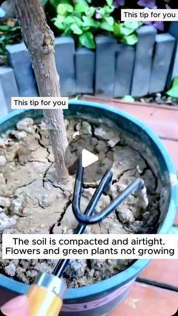 Garden Home Ideas on Instagram: "Easy soil softening formula #garden #gardening #plants #planting #planthacks #gardenhacks #gardeningmakemehappy #gardeningtips #gardeningideas #gardeninspiration #gardenlove" Yard Hacks, Plants Grown In Water, Grafting Plants, Hanging Plants Diy, Growing Trees, Easy House Plants, Vegetable Garden Tips, Garden Remedies, Vegetable Garden Planning