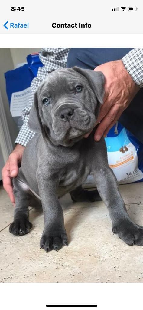 Cane Corso Italian Mastiff Puppies, Blue Cane Corso Puppy, Cane Corso Dog Blue, Cane Corso For Sale, Blue Cane Corso, Black Cane Corso, Italian Mastiff Puppies, Cane Corso Puppy, Cane Corso Italian Mastiff