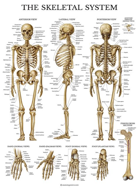 Human Skeleton Parts, Skeletal System Anatomy, The Human Skeleton, Human Skeletal System, Human Skeleton Anatomy, The Skeletal System, Anatomy Bones, Skeleton Anatomy, Basic Anatomy And Physiology