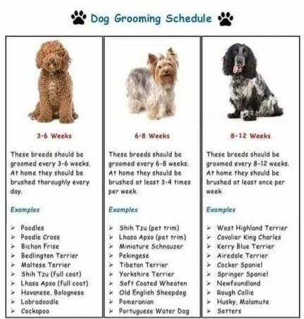 Groom Room, Dog Grooming Diy, Pet Grooming Business, Pet Grooming Salon, Dog Grooming Shop, Dog Grooming Salons, Long Haired Dogs, Dog Grooming Tips, Grooming Style