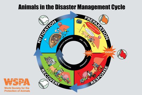 Our disaster management & education teams have been developing this fantastic new poster to help people prepare themselves for a disaster and care for their animals when crisis hits. The poster is aimed at communities, international & local NGOs and school teachers in rural areas.  Thanks to the simple cartoons, communities will know what actions to take in order to mitigate the impact of a disaster, not only saving their own lives but also of their animals, thus protecting their livelihoods. Disaster Management Project Cover Page, Natural Disasters Project File, Disaster Management Poster, Sst Project File Disaster Management, Natural Disasters Poster, Disaster Preparedness Poster, Emergency Preparedness Plan, Cycle For Kids, Project Cover Page