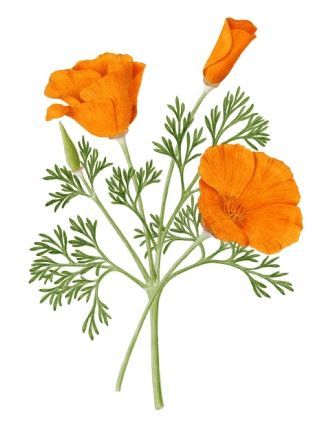 Poppy Botanical Illustration, California Poppy Drawing, Ca Poppy, California Poppy Tattoo, Poppy Botanical, Poppy Tattoo, Flower Poppy, California Wildflowers, Poppy Drawing