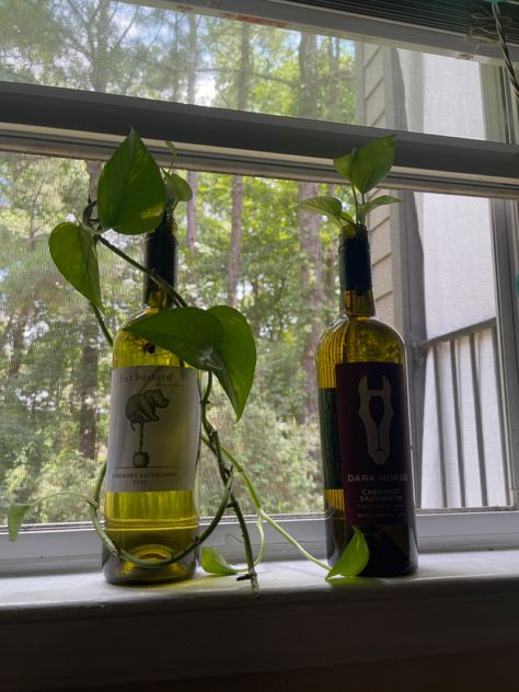 Plants In Wine Bottles, Wine Bottle Plants Ideas, Wine Bottle Propagation, Wine Bottle Plant Propagation, Plants In Vodka Bottles, Hanging Glass Bottle Plants Ideas, Glass Bottle Plant Propagation, Glass Bottle Hanging Plant, Pathos Plant