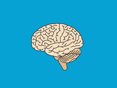 Nervous System Diagram, Function Diagram, Nerve Anatomy, Cauda Equina, Ulnar Nerve, Motor Neuron, Frontal Lobe, White Matter, Brain Stem