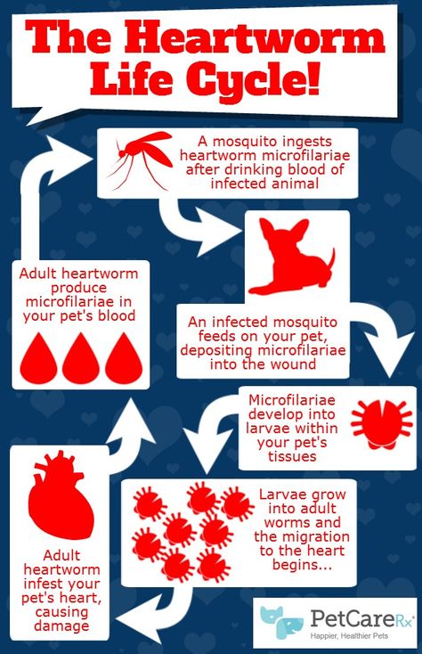 April: National Heartworm Awareness Month Vet Science, Veterinary Humor, Veterinary Nursing, Vet Tech School, Vet Nursing, Dog Infographic, Hospital Ideas, Vet Life, Heartworm Prevention