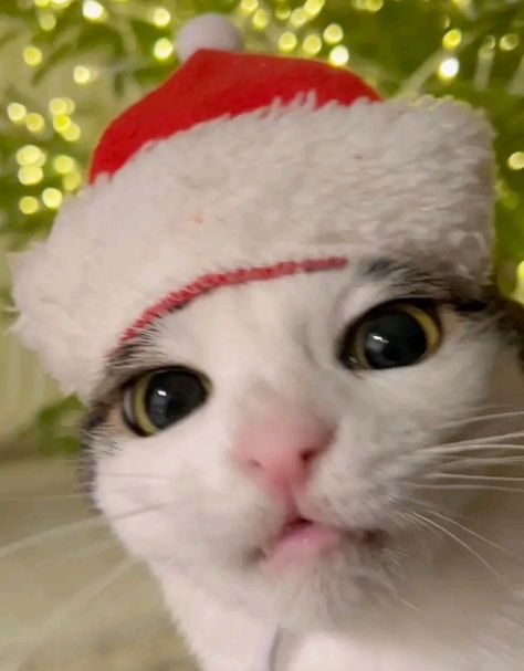 #Christmas #Cat Doja Cat Christmas, Food Cat Pfp, Pfp For Christmas, Cute Cat Matching Pfp, Matching Christmas Pfp Friends, Pfp Cat, Cat Pfp, Christmas Cat, Christmas Hat