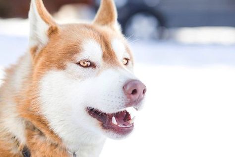 red orange husky with yellow amber eyes Orange Husky, Illustration Example, Amber Eyes, Dog Eyes, Yellow Eyes, Siberian Husky, Akita, Shiba Inu, Lps