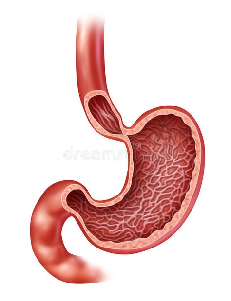 Stomach Anatomy. Of the human internal digestive organ with a medical cross sect #Sponsored , #Paid, #affiliate, #human, #Stomach, #cross, #internal Stomach Diagram, Stomach Drawing, Stomach Anatomy, Human Body Diagram, Anatomy Stickers, H Pylori, Body Diagram, Systems Art, Alcohol Consumption