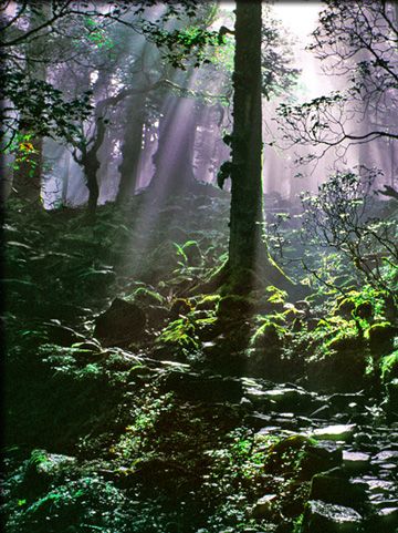 Department of Forest and Natural Resources Management | SUNY ESF Ranger School, Natural Resource Management, Forest Resources, Sustainable Management, Night Moves, Land Surveying, Science Degree, Construction Management, Resource Management