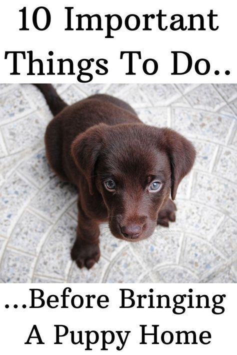 Puppy Pens, Crate Training Puppy, Puppy Proofing, Easiest Dogs To Train, Puppy Training Tips, Puppy Stuff, Dog Training Techniques, Getting A Puppy, Fun Dog