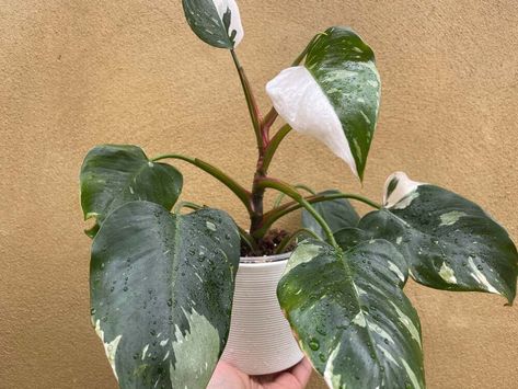 Philodendron-White-Princess Princess Plant, Philodendron White Princess, Princess Philodendron, Monstera Obliqua, String Of Pearls Plant, Drought Resistant Plants, The White Princess, Trailing Plants, New Roots