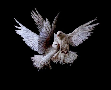 Dove Photoshoot, Look Wallpaper, White Doves, Aphrodite, Pigeon, Beautiful Birds, Aesthetic Art, Cover Art, Black Background