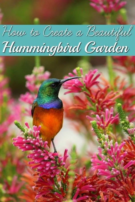 Humming Bird Garden Layout, Butterfly Garden Plants, Hummingbird Food, Hummingbird Nectar, Flower Garden Plans, Butterfly Gardens, Hummingbird Plants, Backyard Garden Layout, Attract Hummingbirds