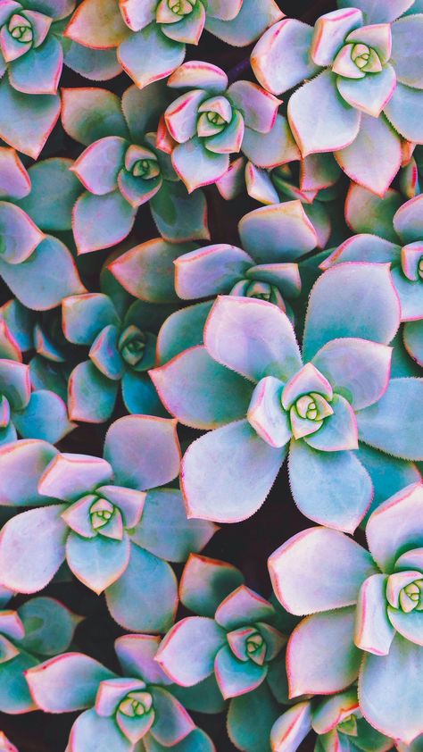 Succulent Wallpaper, Bored Wallpaper, Rainbow Succulent, Succulents Wallpaper, Jewel Tone Color Palette, 2021 Wallpaper, Pink Tips, Colorful Succulents, Jewel Tone Colors