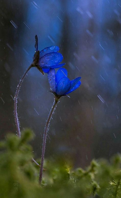 Anemone Hepatica, Flowers Wallpaper, Flowers Nature, Flower Pictures, Blue Flower, In The Rain, Anemone, Flower Wallpaper, Flowers Photography