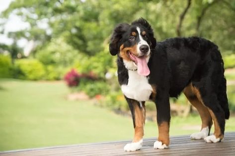 The Bernese Mountain Dog Border Collie Mix: The Beautiful Bordernese Berner Dog, Bernese Mountain Dog Mix, Service Dogs Breeds, Types Of Dogs Breeds, Puppy Socialization, Border Collie Mix, Famous Dogs, Farm Dogs, Collie Mix