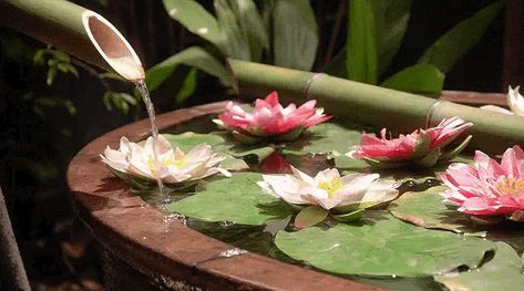 ✧Pinterest: 2cynical4u✧ Aesthetic Witchcraft, فنسنت فان جوخ, Aesthetic Header, Lotus Pond, Image Nature, Banner Gif, A Pond, Nature Gif, Fantasy Aesthetic