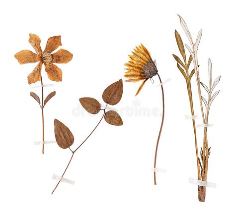 Dry Pressed Flowers, Eco Print, Holistic Medicine, Plant Species, Photo Set, Herbal Medicine, Flowers And Leaves, Pressed Flowers, Typography Design