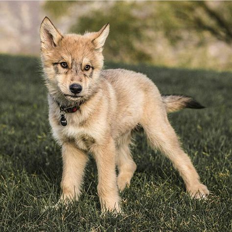 Wolf Pup Reference, Wolf Puppy Drawing, Wolfdog Aesthetic, Wolf Puppy Art, Tamaskan Puppies, Fluffy Wolf Cut, Wolfdog Puppy, Wolf Hybrid Puppies, Wolf Puppies