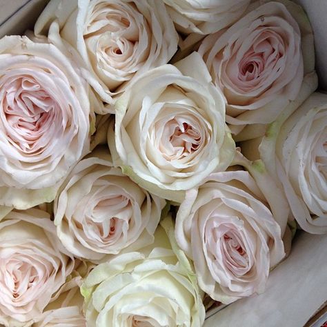 White O'Hara rose White Ohara Rose, O Hara Rose, Floral Names, Pale Pink Weddings, Pink Weddings, David Austin Roses, David Austin, Favorite Flowers, Types Of Flowers