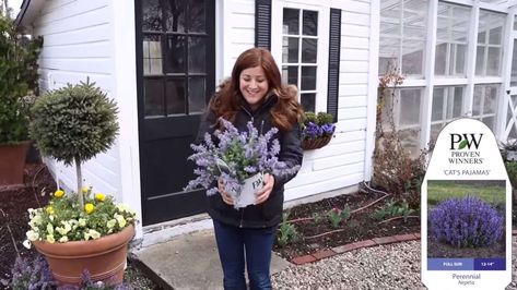 Phlox Plant, Cats Pajamas, Proven Winners Perennials, Chicken Coop Garden, Garden Answer, Shade Loving Perennials, Creeping Phlox, Hosta Gardens, Pink Sparkles